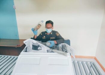 pemeriksaan terhadap udang ronggeng oleh pihak Karantina, sebelum dikirim ke Jakarta.