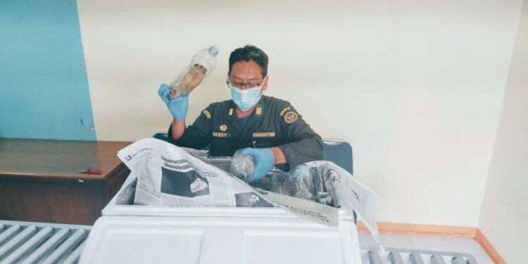 pemeriksaan terhadap udang ronggeng oleh pihak Karantina, sebelum dikirim ke Jakarta.