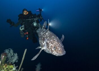 Peneliti Tiga Universitas, dan BRIN Temukan Ikan Purba Coelacanth  di Laut Dalam Maluku Utara