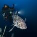 Peneliti Tiga Universitas, dan BRIN Temukan Ikan Purba Coelacanth di Laut Dalam Maluku Utara
