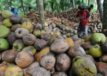 Petani di Maluku Barat Daya Ketiban Rejeki, Saat Harga Kelapa Nasional Terdongkrak Naik