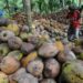 Petani di Maluku Barat Daya Ketiban Rejeki, Saat Harga Kelapa Nasional Terdongkrak Naik