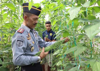 Lapas Ambon Panen Raya Kacang Panjang, Dukung Ketahanan Pangan dan Kemandirian Warga Binaan