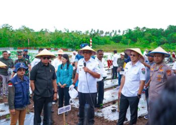 Kendalikan Inflasi, Pemkab Malra Tanam 450.000 Benih Cabai