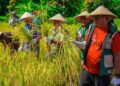 Bupati Malra, Thaher Hanubun ikut dalam panen raya padi gogo