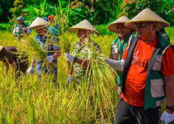 Bupati Malra, Thaher Hanubun ikut dalam panen raya padi gogo