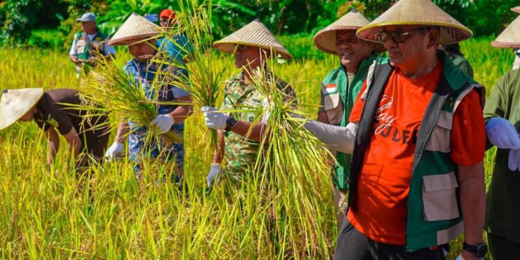 Bupati Malra, Thaher Hanubun ikut dalam panen raya padi gogo