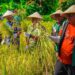 Bupati Malra, Thaher Hanubun ikut dalam panen raya padi gogo