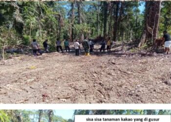Warga Waikeka Geram, PT Nusa Padma Corporation Diduga Babat Hutan Adat di Buru Selatan